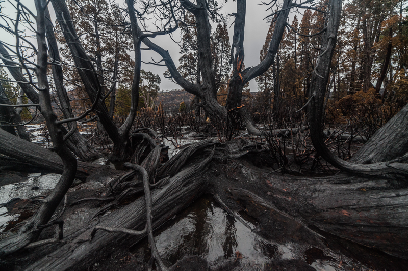 1500 year old Pencil Pine trees were torched in Tasmania’s Wilderness World Heritage Are, via Dan Broun